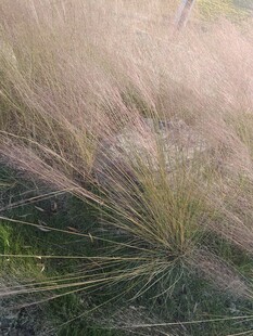 随风摇曳的美丽蒲苇