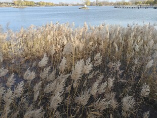 湖畔摇曳的芦苇美景