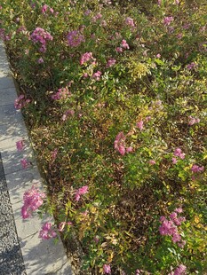 路边绽放的粉色烂漫小花