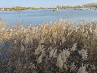 湖畔芦苇美景