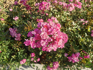 娇艳三角梅绽放