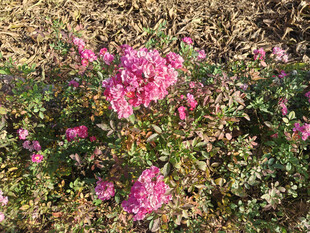 艳丽绽放的粉色花丛