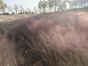 粉黛乱子草的浪漫田野