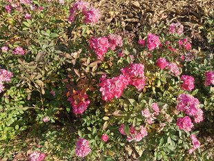 盛开的粉色花丛