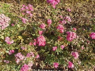 盛开的粉色花丛