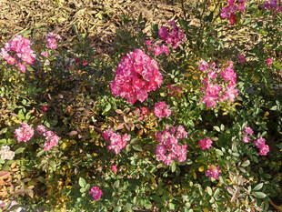 娇艳盛放的粉色花丛