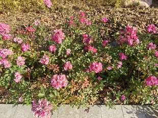 路边绽放的粉色鲜艳花朵