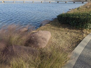 湖畔粉黛乱子草景观