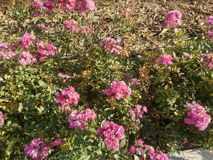 盛开的粉色花丛