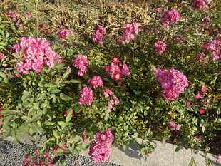 盛开的粉色花丛