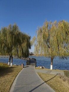 湖畔垂柳下的幽静小路