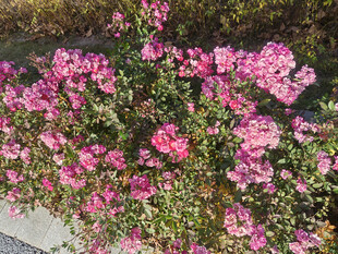 绽放的粉色繁花