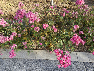 路边绽放的粉色花卉