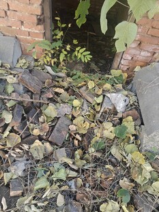 墙角枯叶与绿植景象