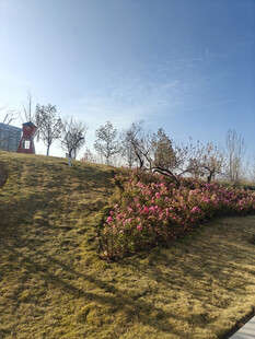 春日坡上绽放的烂漫花枝