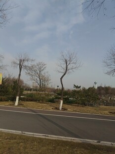 冬日路边的萧瑟树木景观