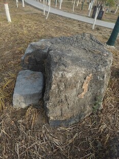 古老树桩屹立于草地间