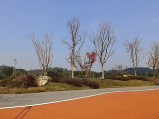 户外彩色跑道与树木景观