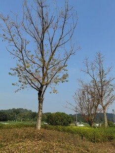 秋日旷野中的光秃树木