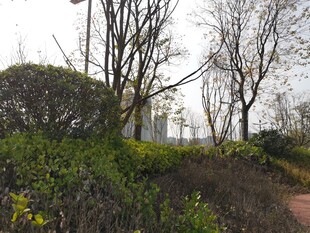 冬日城郊的绿植与树木