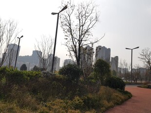 城市中的宁静林荫小路