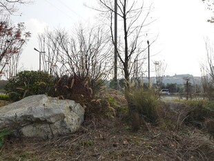 户外荒野石头树木景观