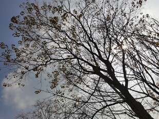 树枝伸向蓝天的秋日景象