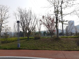 城市公园中的冬日景观