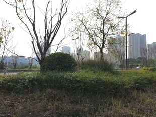 城市中的绿植与远景建筑