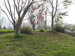 春日郊野树木草地景致