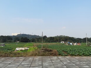 田野风光开阔农田景致