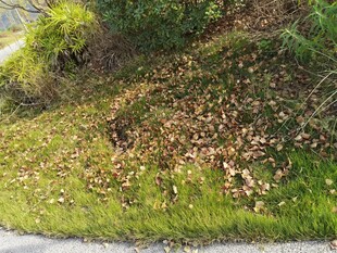 路边草地落叶与绿植