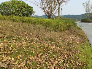 路边草地落叶与绿植景观