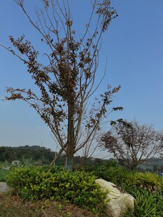 户外树木绿植景观