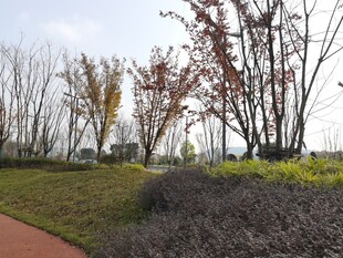 秋日公园小径风景