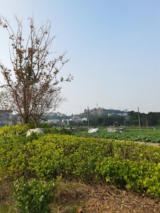 田野边的孤树与绿植景观