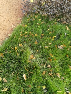 秋日草地落叶点缀