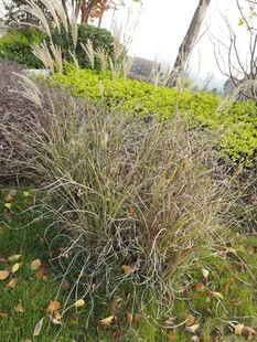 户外丛生植物景观