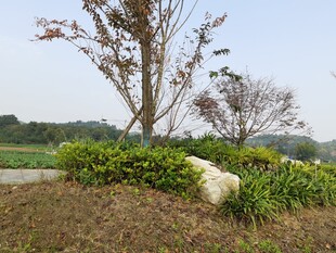 郊外绿植与树木景观