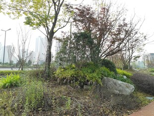 城市中的自然绿植景观