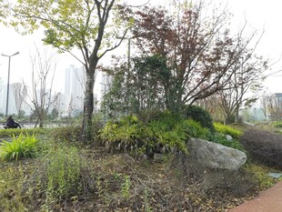 城市中的自然绿植景观