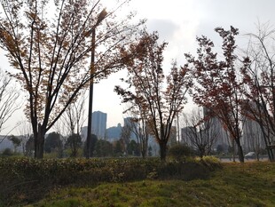 秋日城郊树林风景