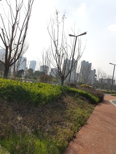 城市小径旁的绿植景观