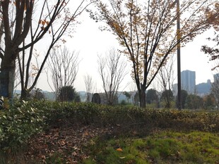 城市秋冬时节的林间景致