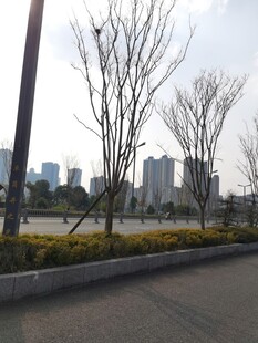 城市路边萧瑟光秃树木景观