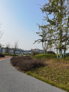 城市中的宁静林荫小道