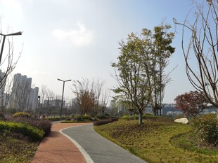 城市中的宁静林荫小道