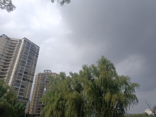 高楼旁绿树与阴沉天空