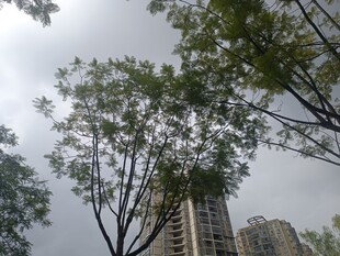 仰视绿树与高楼