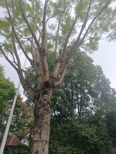 高大繁茂的树木景观